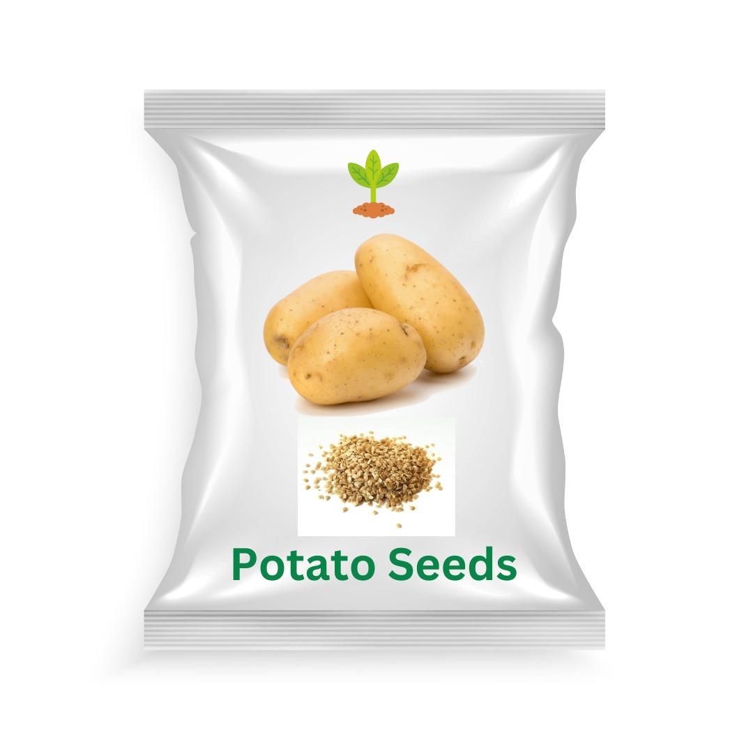 Potato Seeds Pack of 20