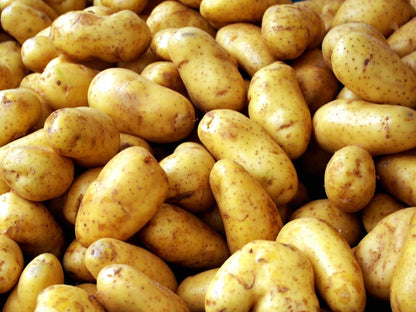 Potato Seeds Pack of 20